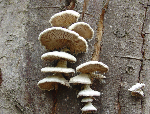 Des champignons sur un tronc : danger!