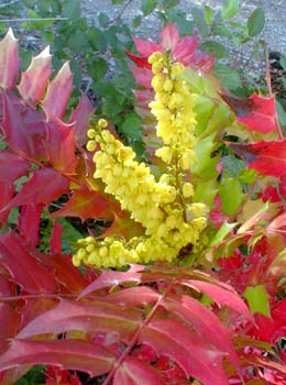 Le Mahonia ‘Charity’