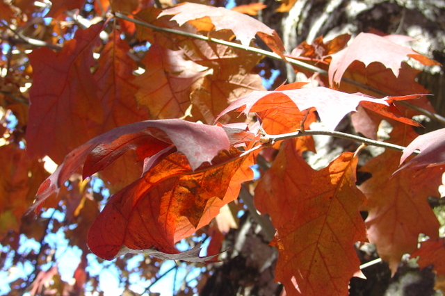 Un beau chêne tout rouge