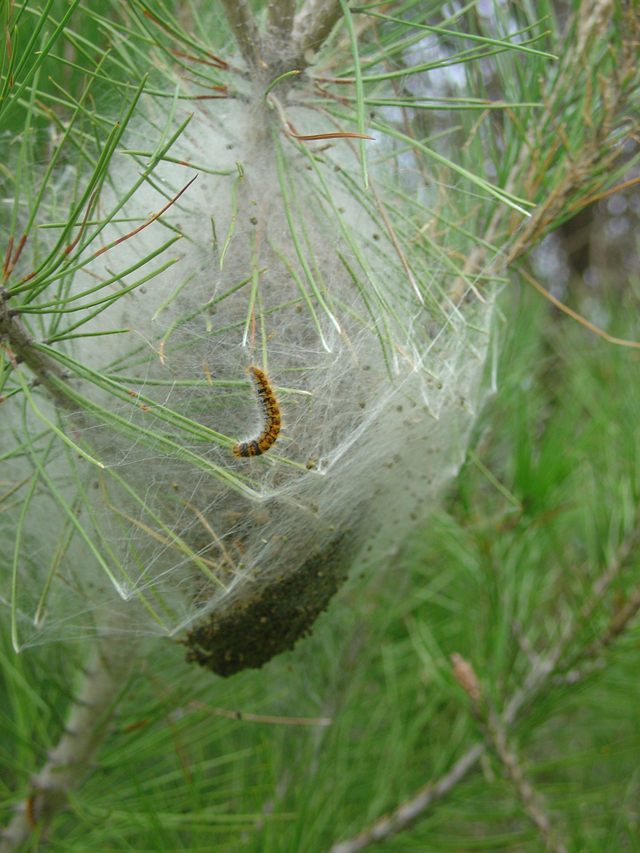 Les chenilles processionnaires toujours aussi dévastatrices