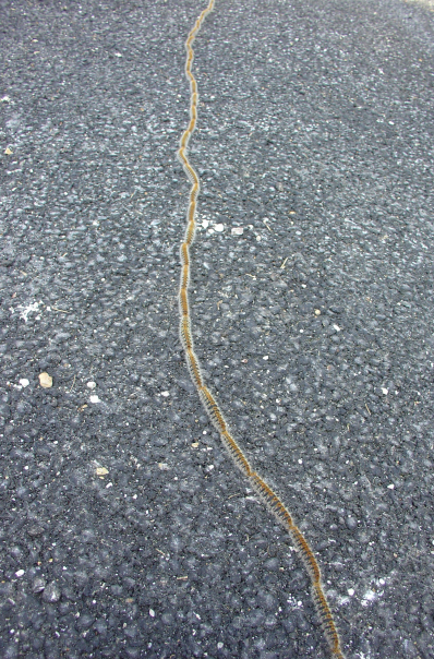 Attention: passage de chenilles processionnaires!