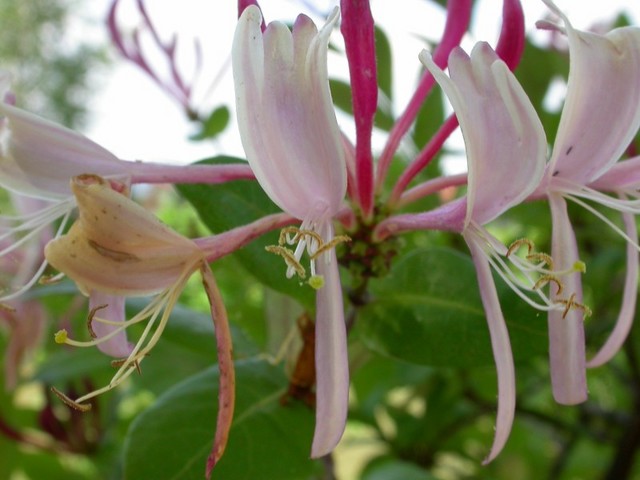 Le parfum du chèvrefeuille