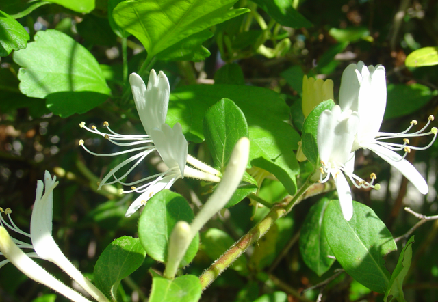 Le chèvrefeuille : maitrisez sa croissance