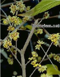 Parfums d’hiver, Le chimonanthe ou calycanthe