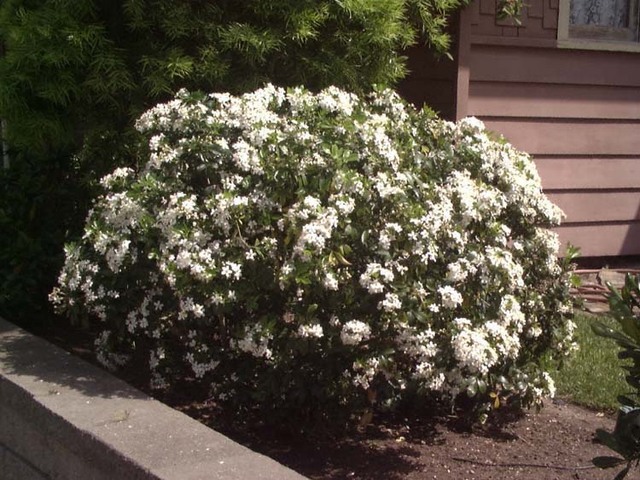 Un oranger…mexicain.