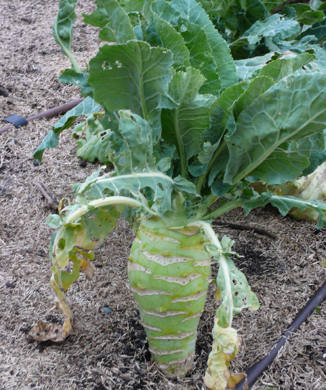 Les dégats de la piéride et de la mouche du chou