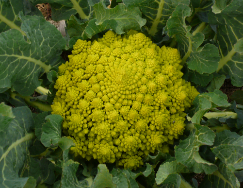 Les fruits et les légumes oubliés