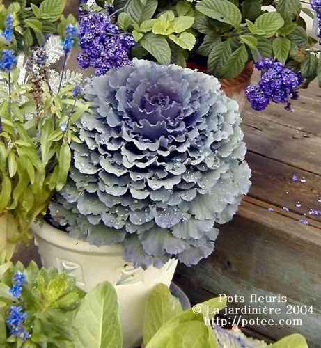 Plantez des choux, c’est à la mode