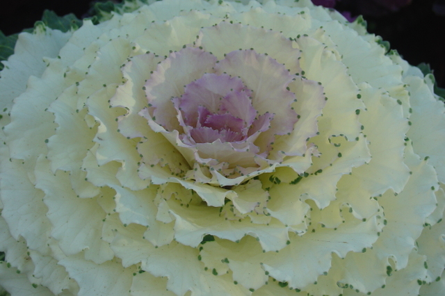 Les choux d’ornement: une parure pour l’hiver