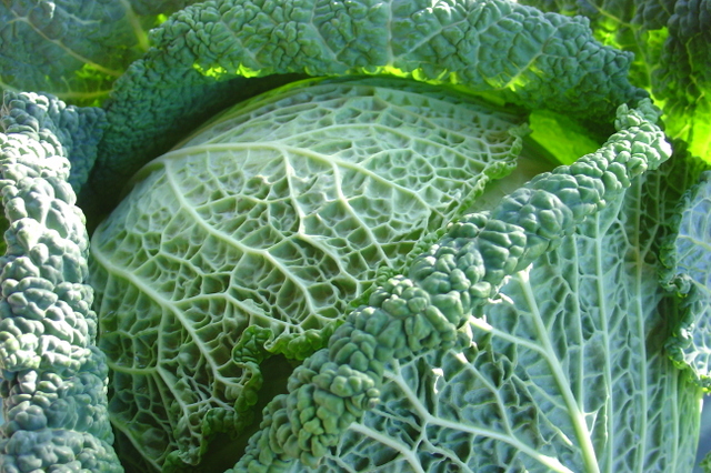 Le chou, les parasites l’adorent!