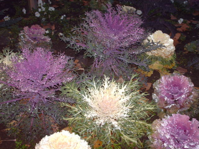 Les choux d’ornement, trés en vogue ces dernières années