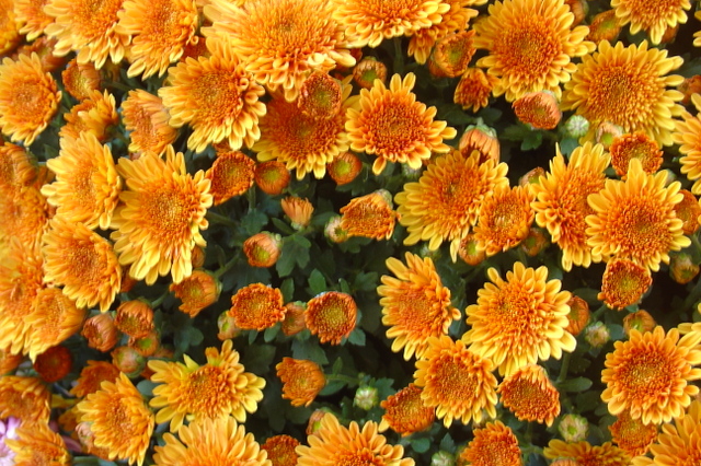 La marguerite d’automne: le chrysanthème