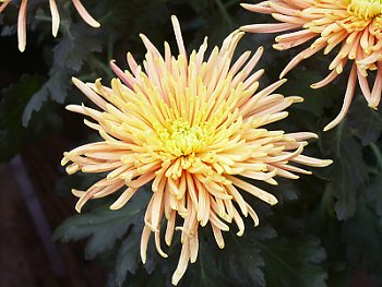 Le chrysanthème araignée japonais