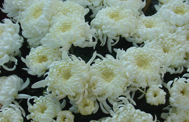 Des chrysanthèmes dans votre jardin, mais oui!