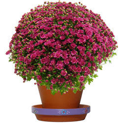 Comment conserver ses chrysanthèmes ?