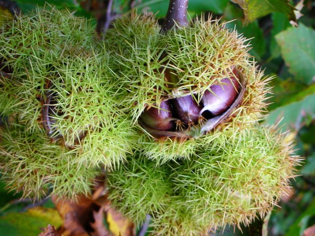 Comment conserver les châtaignes