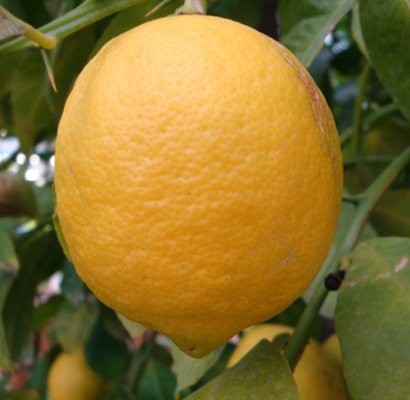 Les citrons se récoltent toute l’année