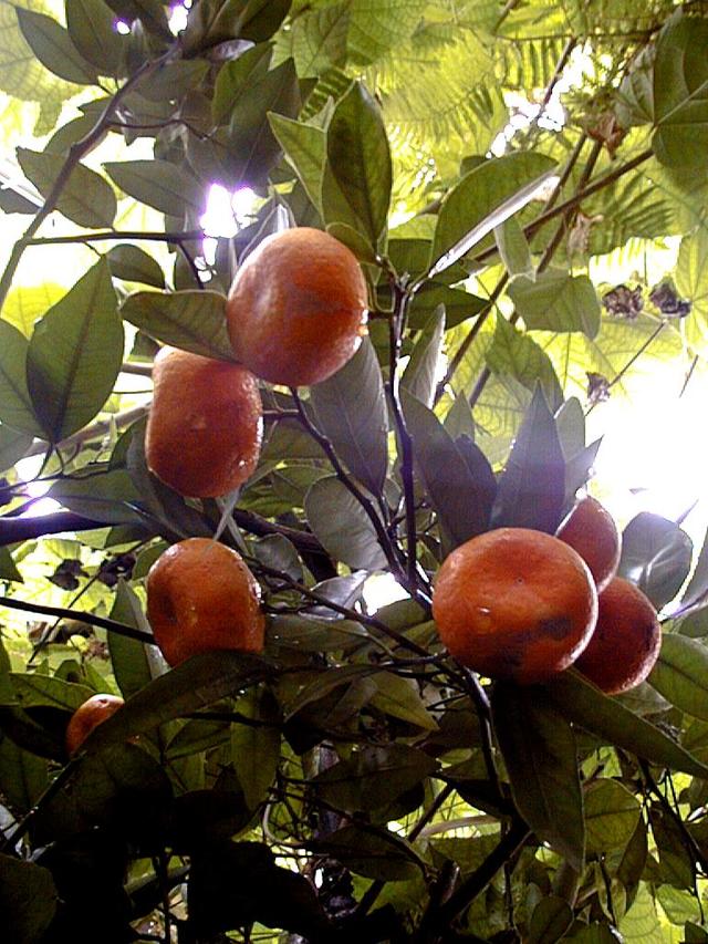 Taillez et bouturez les plantes d’orangerie