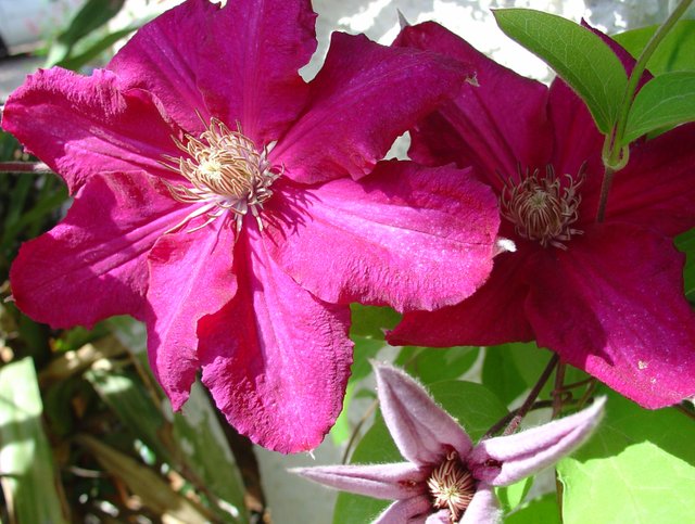 Plantez des grimpantes fleuries