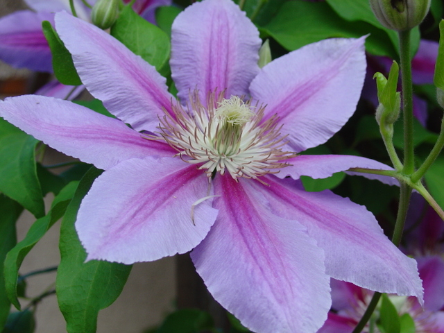 Ces grimpantes qui nous enchantent