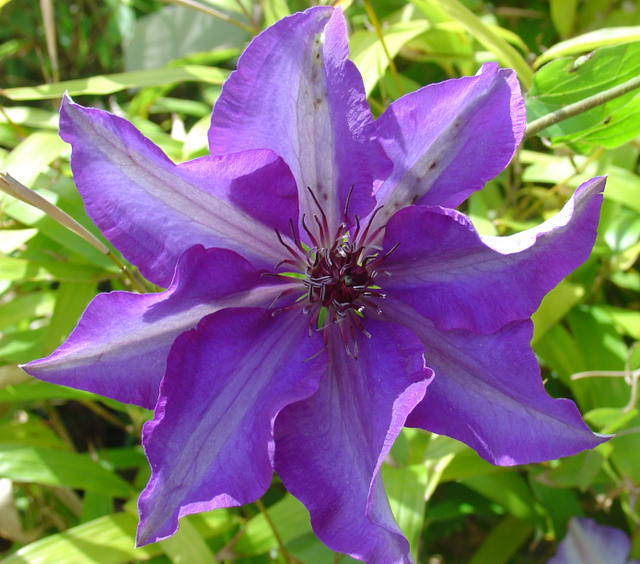 Des grimpantes colorées