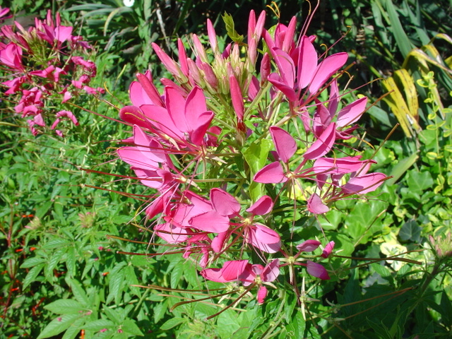 Tout en délicatesse, les Cléomes.