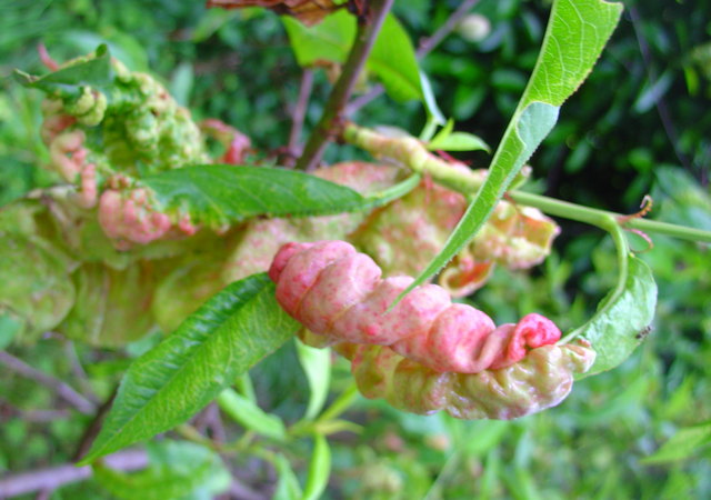Un pêcher atteint par la cloque