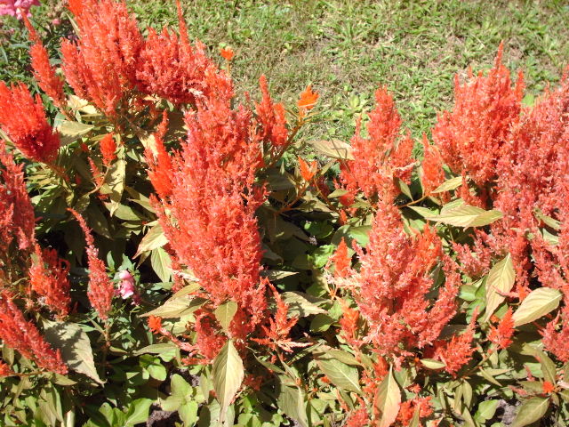 La célosie, quel panache!