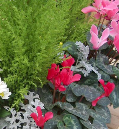 Compositions de plantes, à vous de les réaliser !