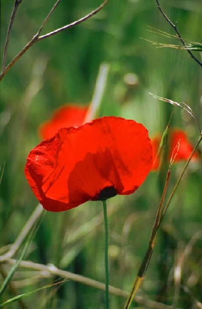 Semez pavots et coquelicots