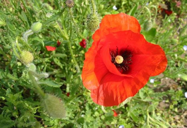 Pauvres coquelicots!
