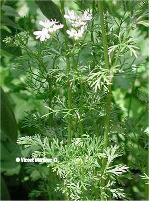 Un parfum d’orient, la coriandre