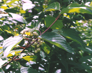 Décoratifs les Cornouillers…