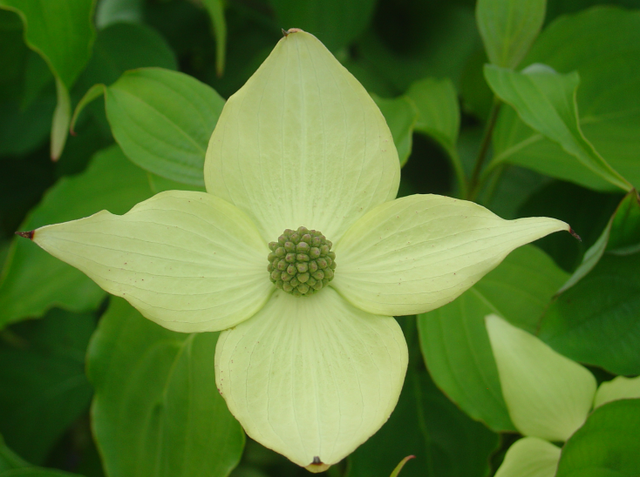 Les cornouillers à fleurs méritent notre attention