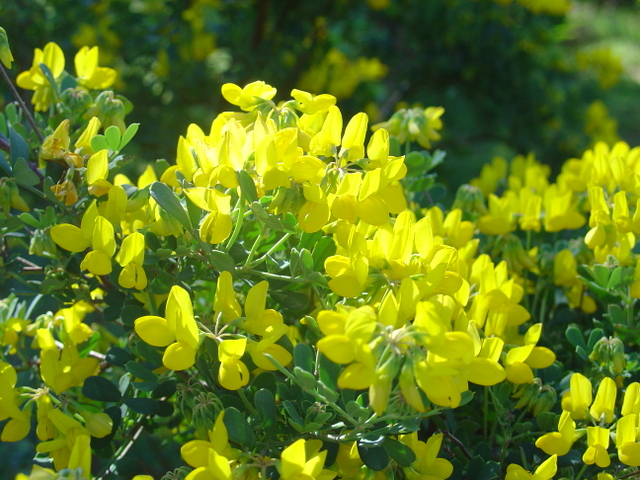 Les coronilles croulent sous leurs fleurs