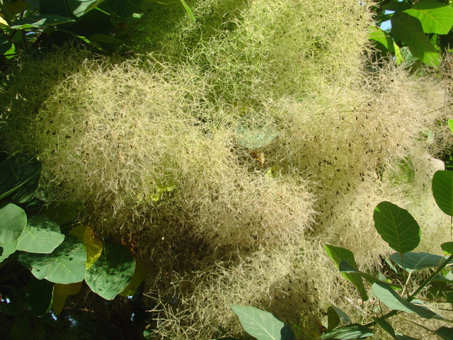 Drôles de fleurs pour le cotinus!