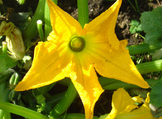 Mangez-vous des fleurs?