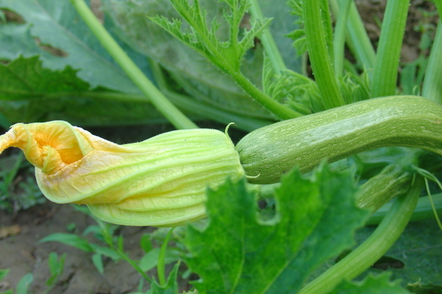 La grande famille des curcubitacées