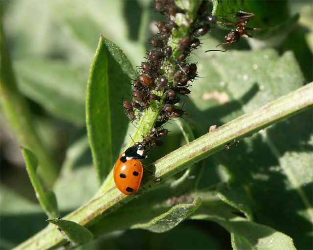 Une alliée de »pois », la coccinelle