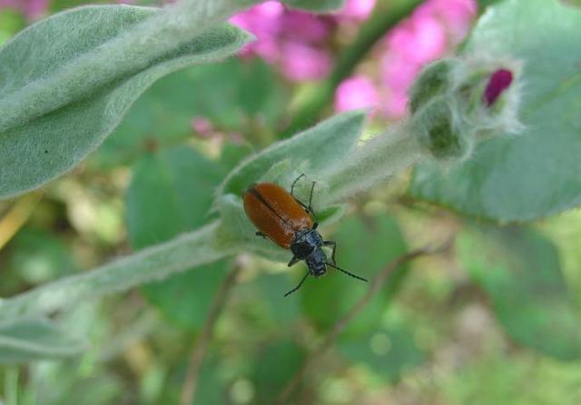 Un ravageur: le criocère