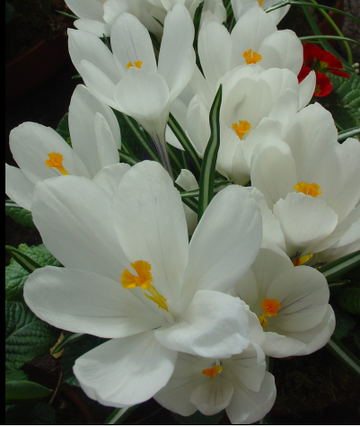 Les crocus à floraison printanière