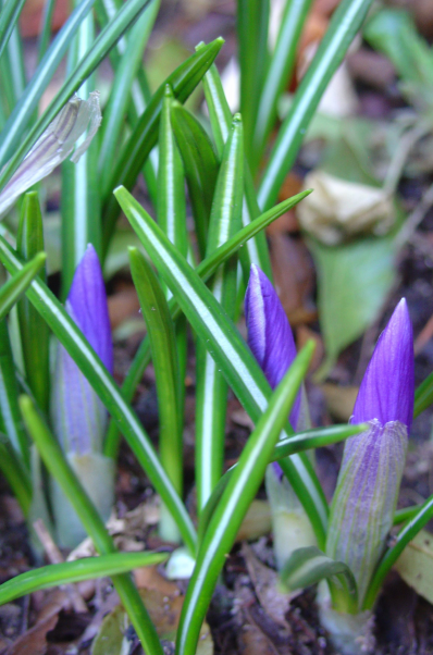 Les crocus commencent à se réveiller!
