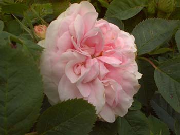 La rose « Cuisse de nymphe »