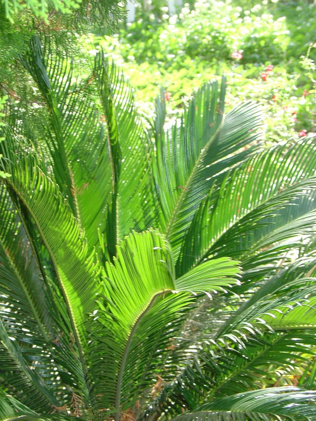 Le cycas, une plante primitive