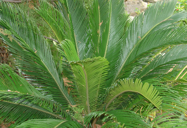 Soyez patient avec votre cycas