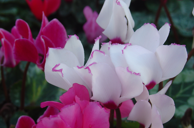 Balcons et terrasses : égayons-les!