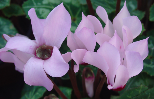 Petits problèmes avec un cyclamen