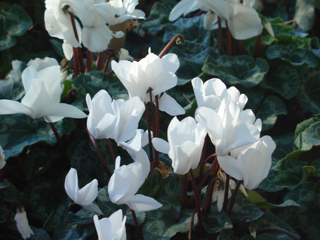 Adoptez les cyclamens, leur floraison est exceptionnelle
