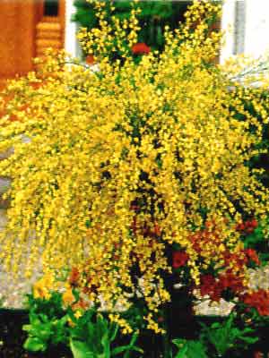 Les genêts sont en fleur!