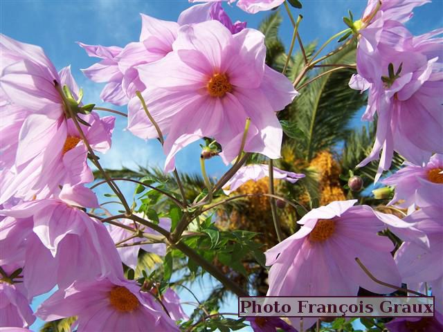 Le dahlia « impérialis », un géant au jardin